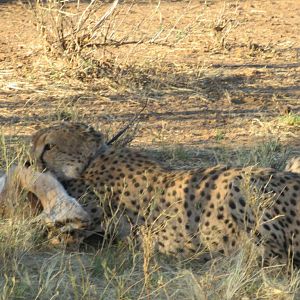 Cheetah with a catch