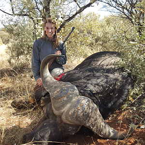 Hunt Cape Buffalo South Africa