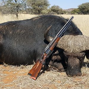 Cape Buffalo Hunt in South Africa