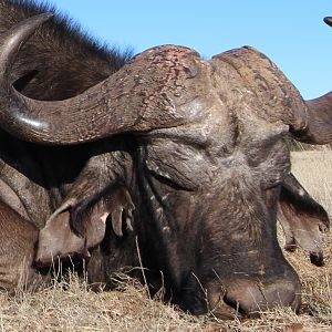 Cape Buffalo Hunt in South Africa