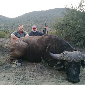 South Africa Hunting Cape Buffalo