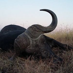 Hunt Cape Buffalo South Africa