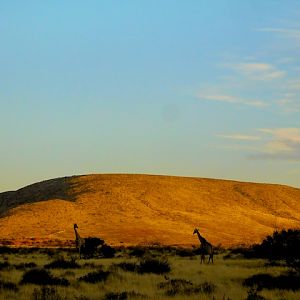 Giraffe South Africa