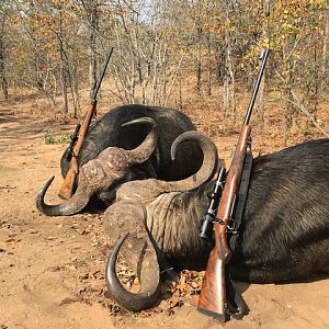 South Africa Hunting Cape Buffalo