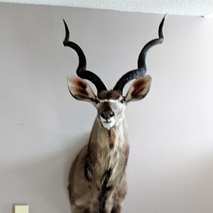 Kudu Shoulder Mount Taxidermy