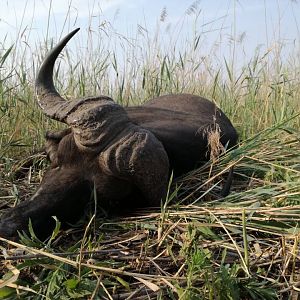 Cape Buffalo Hunt in Namibia