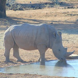 Rhino in Namibia