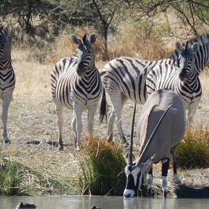 Gemsbok & Burchell's Plain Zebra Namibia