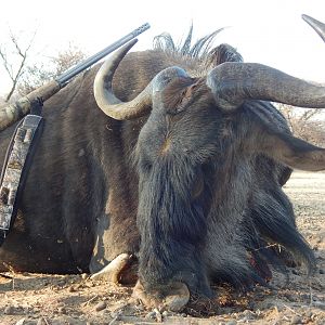 Namibia Hunting Blue Wildebeest