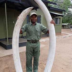 132 pound Elephant tusks