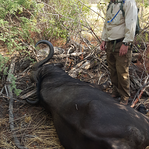 Buffalo Hunts in the Caprivi Namibia