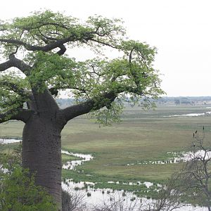 Caprivi Namibia