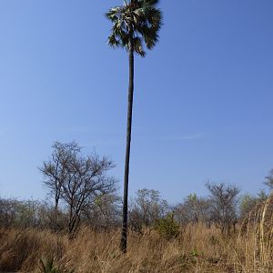 Zimbabwe Hunt