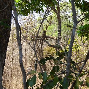 Zimbabwe Hunt Leopard