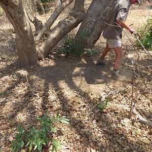 Hunting Leopard Zimbabwe