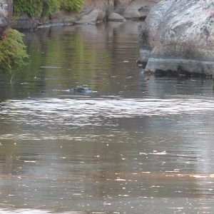 Crocodile in the river