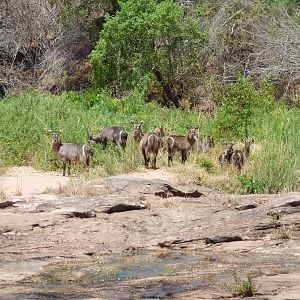 Herd of Waterbuck Zimbabwe