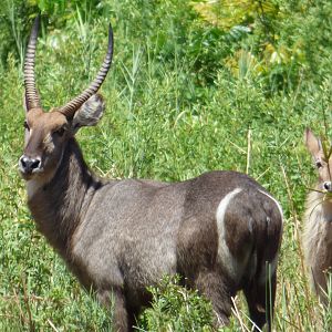 Herd of Waterbuck Zimbabwe