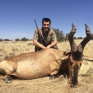 Red Hartebeest Hunt South Africa