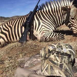 Hartmann's Mountain Zebra Hunting in South Africa