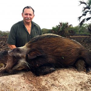 Bushpig Hunting in Mozambique