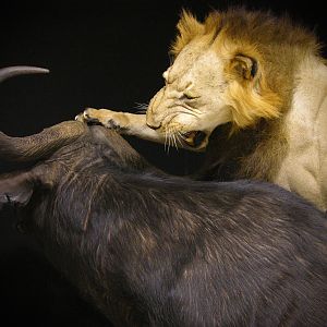 Lion Attacking Buffalo Full Mount Taxidermy