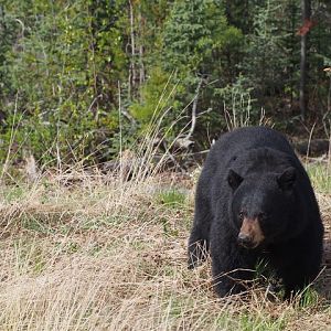 Black Bear