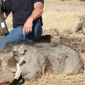 South Africa Hunt Warthog