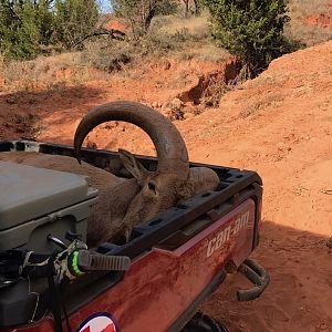 Hunt Aoudad in Texas