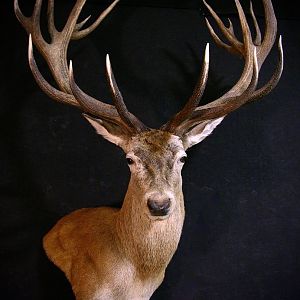 Red Stag Shoulder Mount Taxidermy