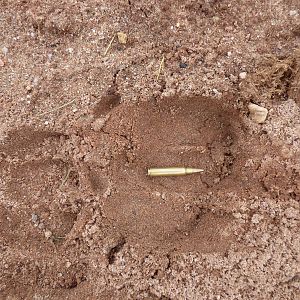 Cape Buffalo Track