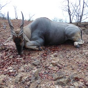 Zimbabwe Hunting Eland