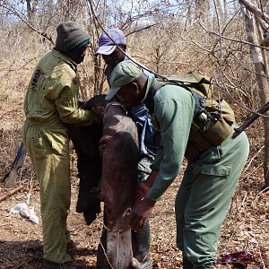 Zimbabwe Hunting Cape Buffalo