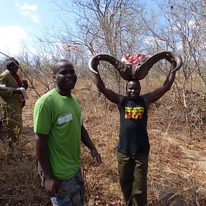 Hunt Cape Buffalo in Zimbabwe