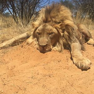 South Africa Hunting Lion