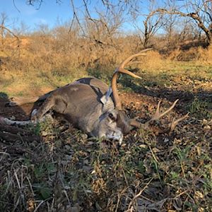 Hunting Mule Deer