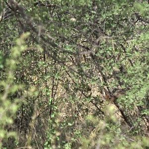 Steenbok Hunt in South Africa