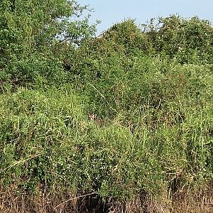 South Africa Hunting Bushbuck