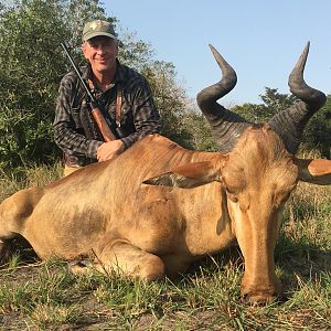 Lichtenstein Hartebeest