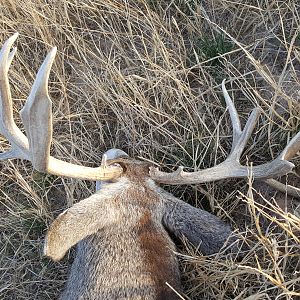 Hunt Mule Deer