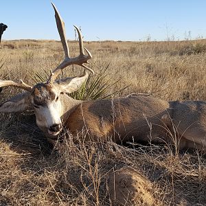 Hunting Mule Deer