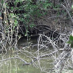 Crocodile Hunting in South Africa