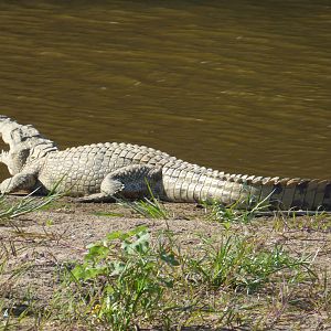 Crocodile in Zimbabwe