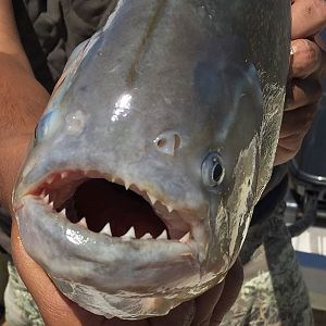 Fishing Argentina