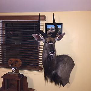 Nyala Shoulder Mount Taxidermy