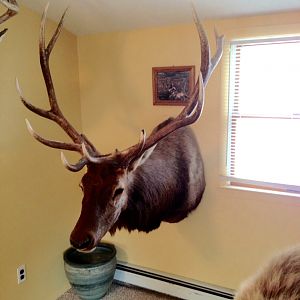 Elk Shoulder Mount Taxidermy