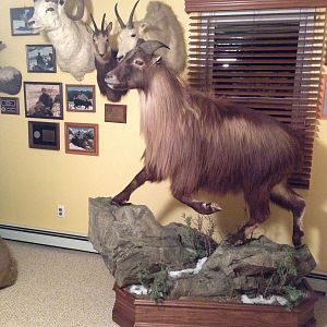 New Zealand Tahr Full Mount Taxidermy