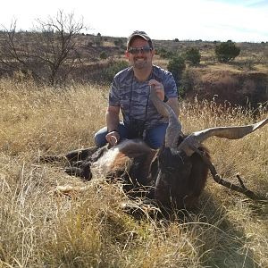 Catalina Goat Hunt Texas