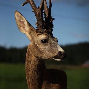 Norwegian roedeer