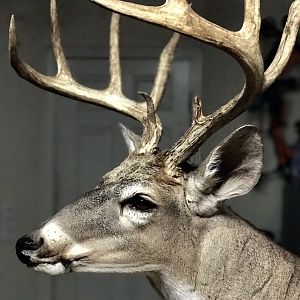 Whitetail Deer Shoulder Mount Taxidermy